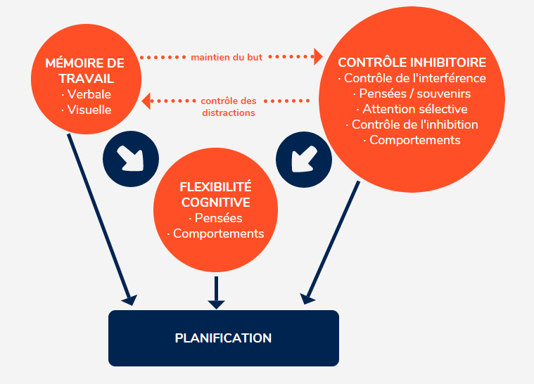 schema-fonctions-executives